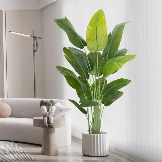 Bird of Paradise Plant
